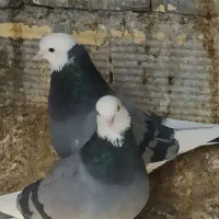 کفتر ابلغ سبز دو تا ماده ی نر دو تا جوجه