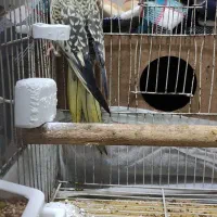 جفت عروس هلندی|پرنده|رشت, یخسازی|دیوار