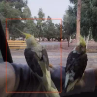 پرنده ی گمشده (عروس هلندی)