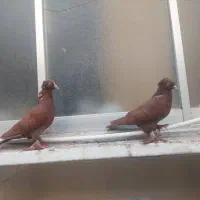 کفتر راعبی یا رواعب|پرنده|قم, قم نو|دیوار