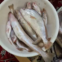 ماهی مخلوط