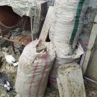 کود کبوتر