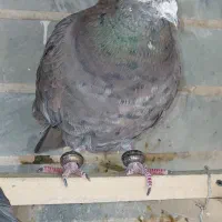 کبوتر رنگی سار