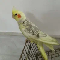 عروس بدون قفس