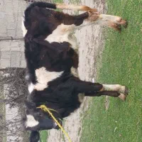 لیشه دورگ هلشتاین