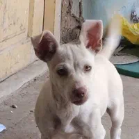 سگ پاکوتا