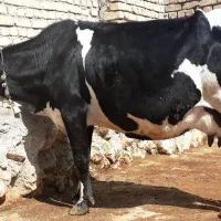 گاو شیری آبستن