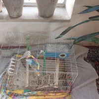 دوعدد مرغ عشق|پرنده|عجب شیر, |دیوار