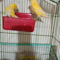 قناری جفت|پرنده|بندرعباس, |دیوار