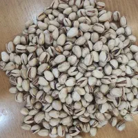 پسته|عمده‌فروشی|رفسنجان, |دیوار