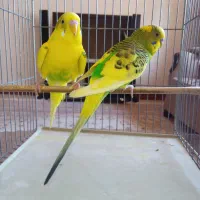 مرغ عشق  ۱۵۰هزار