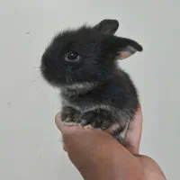 خرگوش لپ|موش و خرگوش|نجفآباد, صالح آباد|دیوار