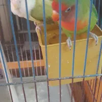 جفت طوطی بریزیلی...معاوضه باگرینچیک ماده|پرنده|تنکابن, |دیوار