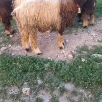 شیشک قوچ گوش دولا اصلی رگدار