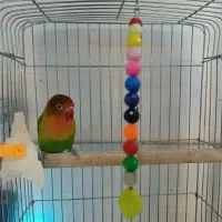 طوطی برزیلی یا لاوبرد