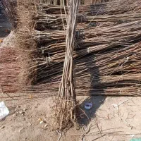 فروش نهال میوه فقط به قیمت 55 تومن