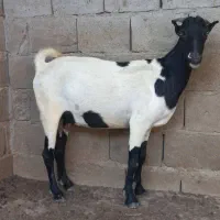 ۳۴۵۰۲۰۵۶۲۵