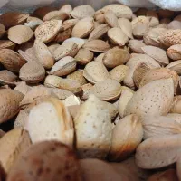 قیصی زردالوی تبریز/عناب حبه ای/زرشک