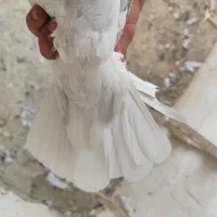 ماده سوسنی|پرنده|شیراز, صنایع الکترونیک|دیوار