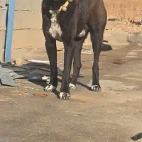 سگ سرابی|سگ|اصفهان, جوزدان الیادران|دیوار