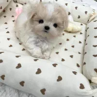 سگ جیبی maltese|سگ|تهران, مرزداران|دیوار