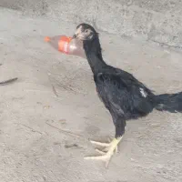 جوجه لاره ۳ ماهه|حیوانات مزرعه|مشگین شهر, |دیوار