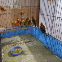 فروش  یا معاوضه قناری سرخ و شتری سرخ با رسمی بلند|پرنده|یزد, |دیوار