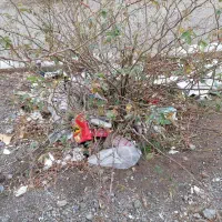 درخت میوه|گل و گیاه طبیعی|بیرجند, |دیوار