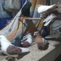 پرنده|پرنده|قم, قلعه کامکار|دیوار