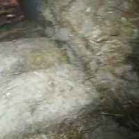 پرس گندم|عمدهفروشی|بروجرد, |دیوار