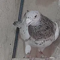 کبوتر  سار سرور