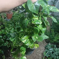 استخدام در شرکت آبزیان