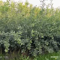نهال مرکبات نارنگی، نارنگی ژاپنی،تامسون، خونی و.|خدمات باغبانی و درختکاری|ساری, |دیوار