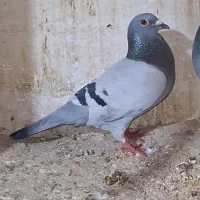 کبوتر مسافتی پلاکی کیلومتری شناسنامه دار