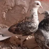 کبوتر  یک جفت