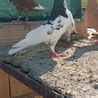 کبوتر|پرنده|جهرم, |دیوار