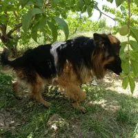 سگ ژرمن شپرد|سگ|مرودشت, نقش رستم|دیوار