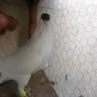 فروش یک جفت ساده شاخی|پرنده|کاشمر, |دیوار