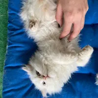 گربه|گربه|مشهد, وکیل‌آباد|دیوار