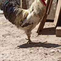 خروس