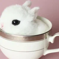 خرگووشک خاص و کمیاب درفروشگاه هانی پت اصفهان