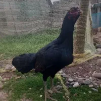 ۲عدد مرغ لاری خروس