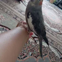 عروس هلندی  نرو ماده.  ماده یک سالش هست نر ۶ماهش|پرنده|شیراز, کوشک میدان|دیوار