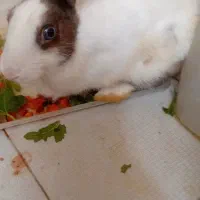 خرگوش باهوش چشم ابی