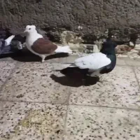 کبوتر سگ پرشی جوین جفت گاه پرشی|پرنده|سبزوار, هفت تیر|دیوار