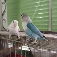 جفت کوتوله بالغ دستی|پرنده|شهرضا, |دیوار