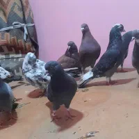 کفتر|پرنده|شهر ری, فیروزآبادی|دیوار