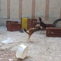 حیوانات مزرعه