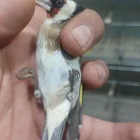 سهره گلبسر پاییزه کرمونی و رسمی|پرنده|شاهین‌شهر, شهرک هشت بهشت|دیوار