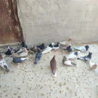 رنگی شهری پلاکی|پرنده|شیراز, جمال آباد|دیوار